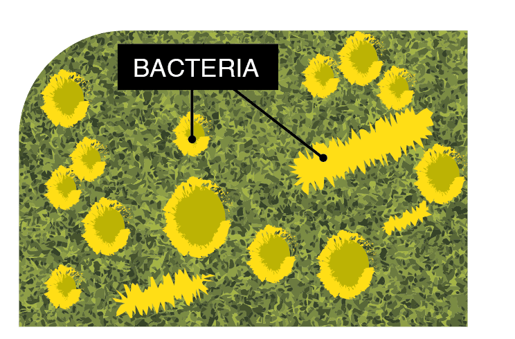 Microban Technology keeps Artificial Turf Cleaner & Fresher, Yorba Linda