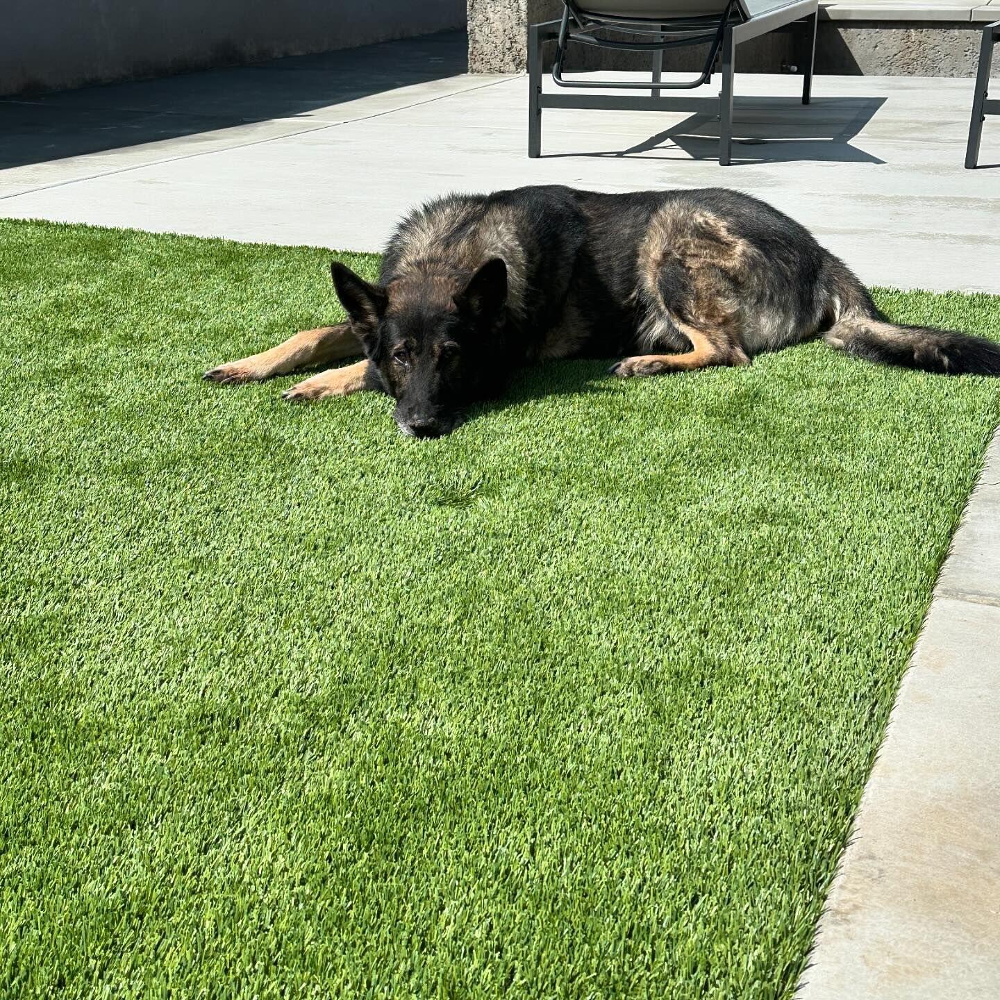 Pet Odor Treatment, Artificial Grass / Artificial Turf Yorba Linda, CA