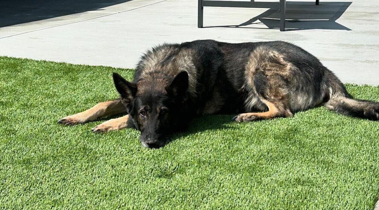 Artificial Pet Turf Systems for Pet Areas, Kennels, Yorba Linda, CA